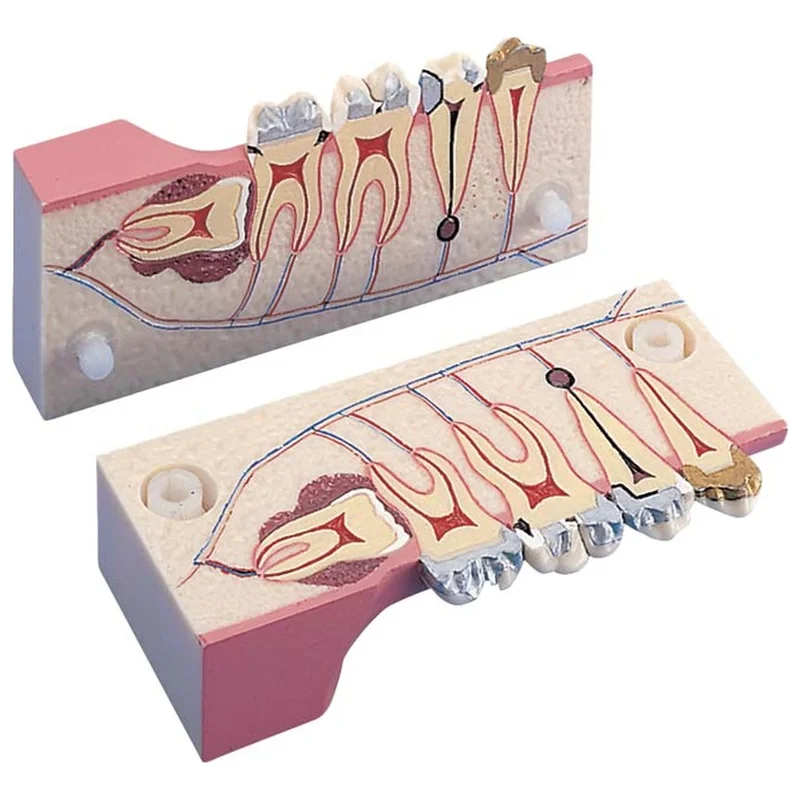 denta-tec-120260710212152691874