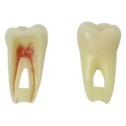 denta-tec-120260711000844720689