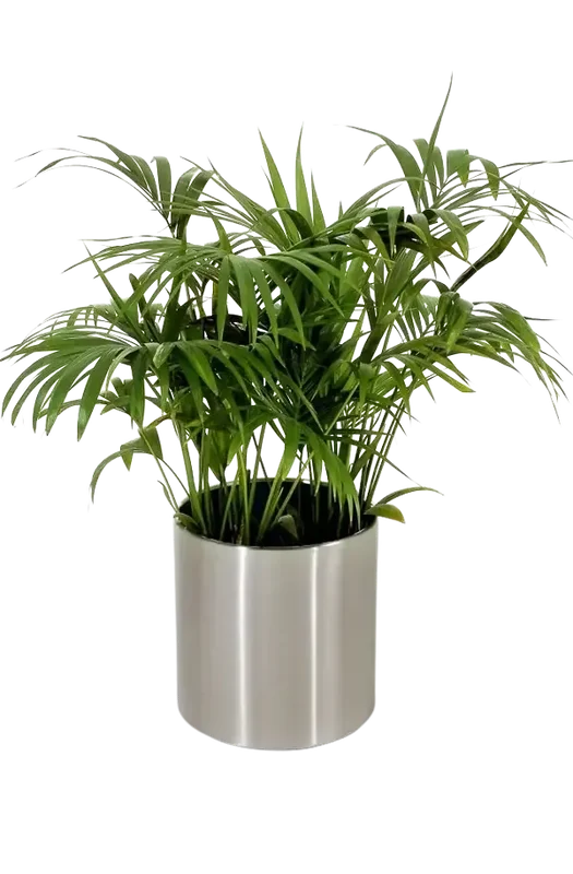 denta-tec-120260711033602750333