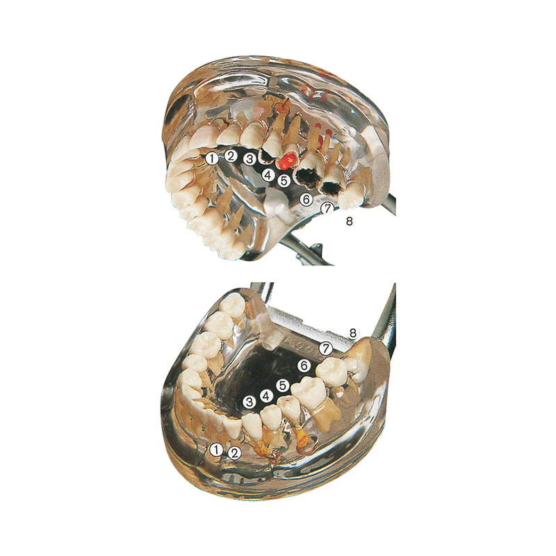 denta-tec-120260712173520991503