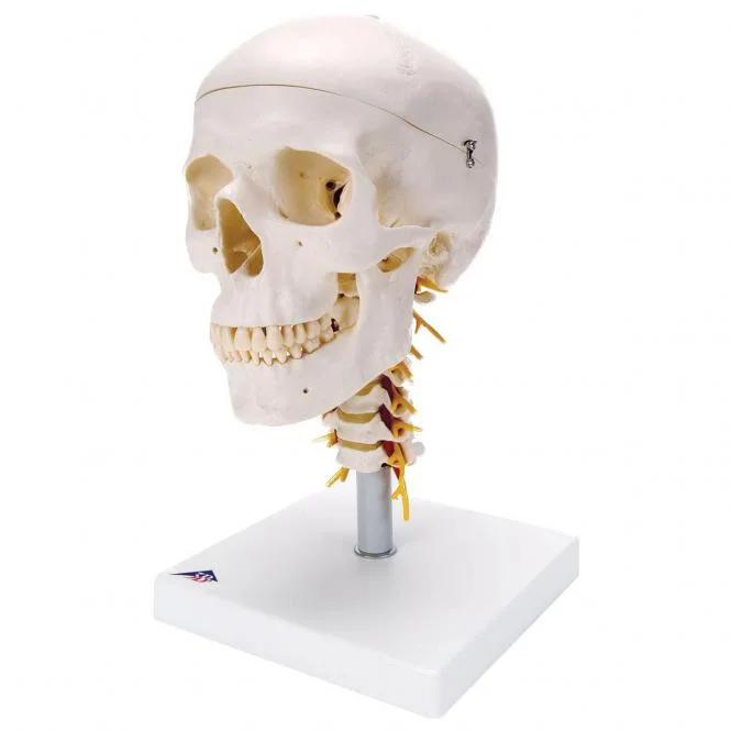doccheckshop20260710181017653387