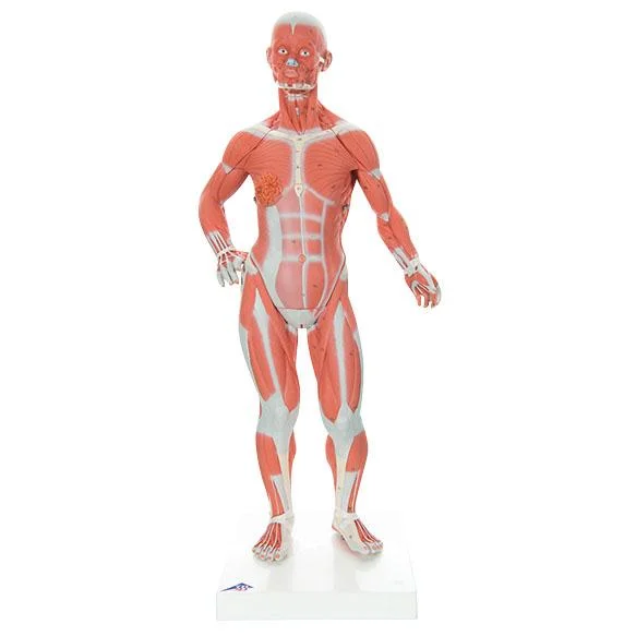 doccheckshop20260710181045653505